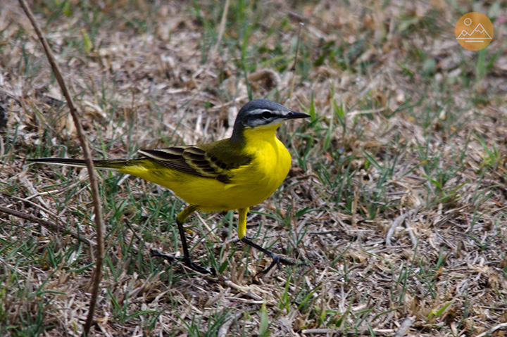 Birdwatching In Armenia