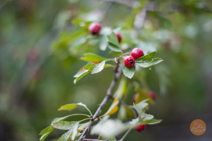 Hawthorn berry tree in Armenia