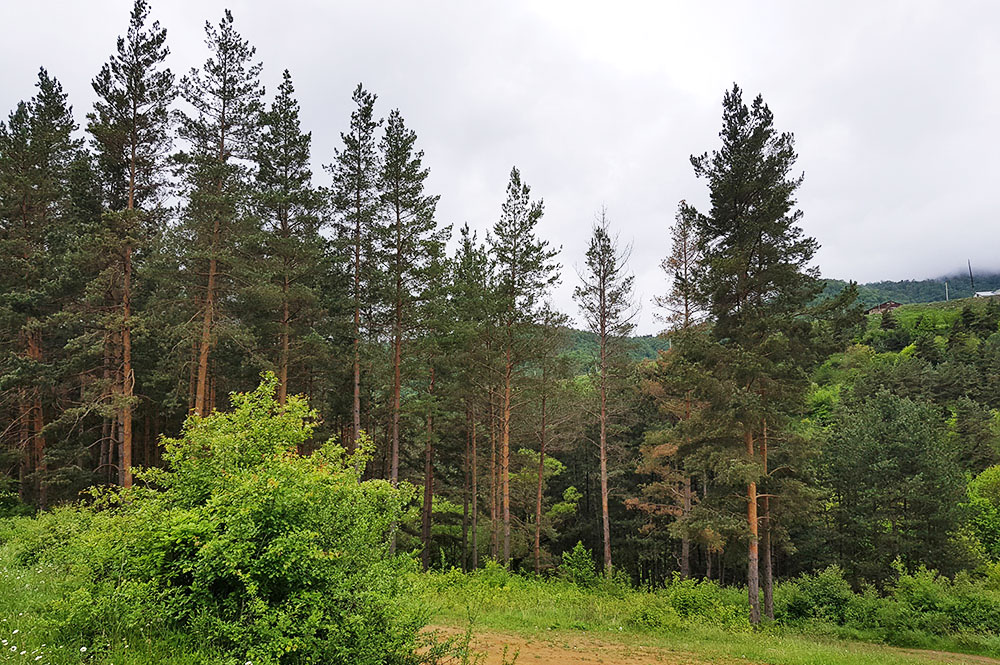 Dilijan National Park Forest, Dilijan, Armenia - Photo - Ecokayan